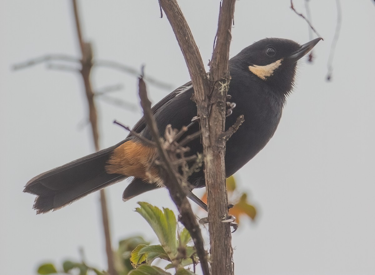 Moustached Flowerpiercer - ML612341691