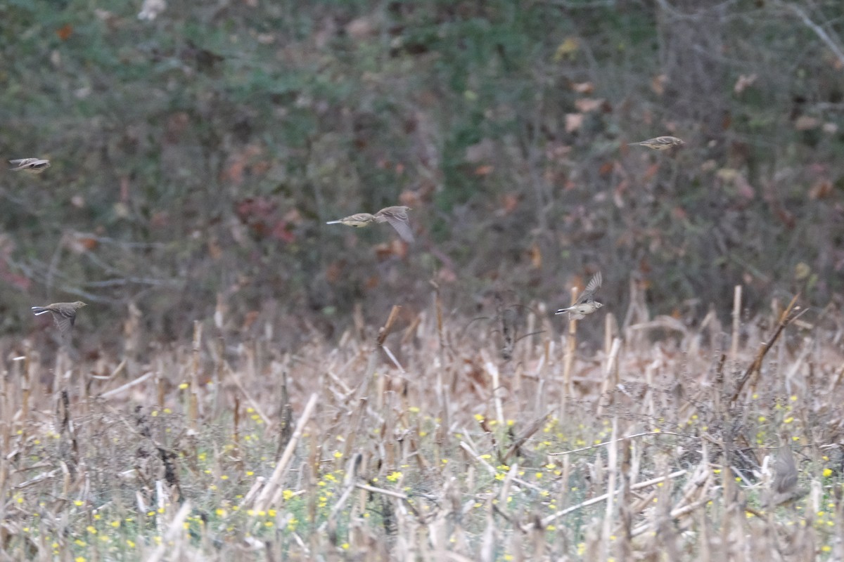 American Pipit - ML612341712