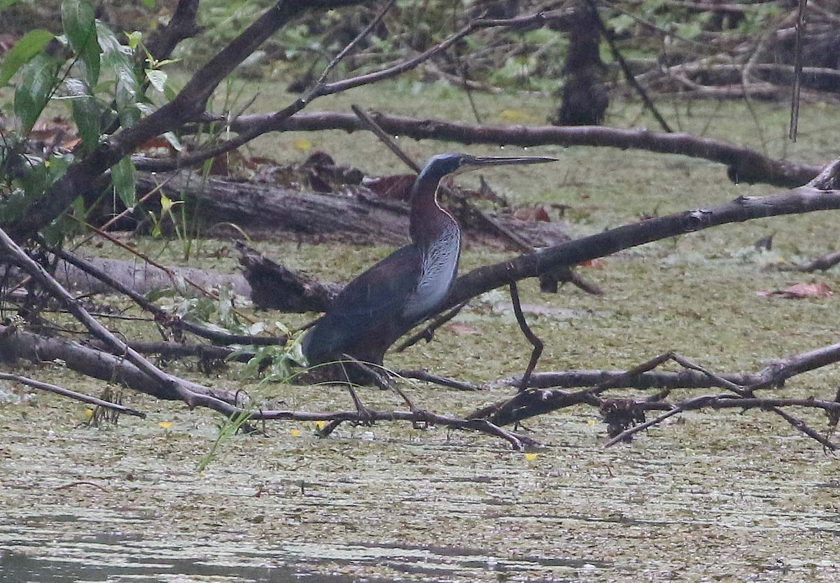 Agami Heron - Ashley Banwell