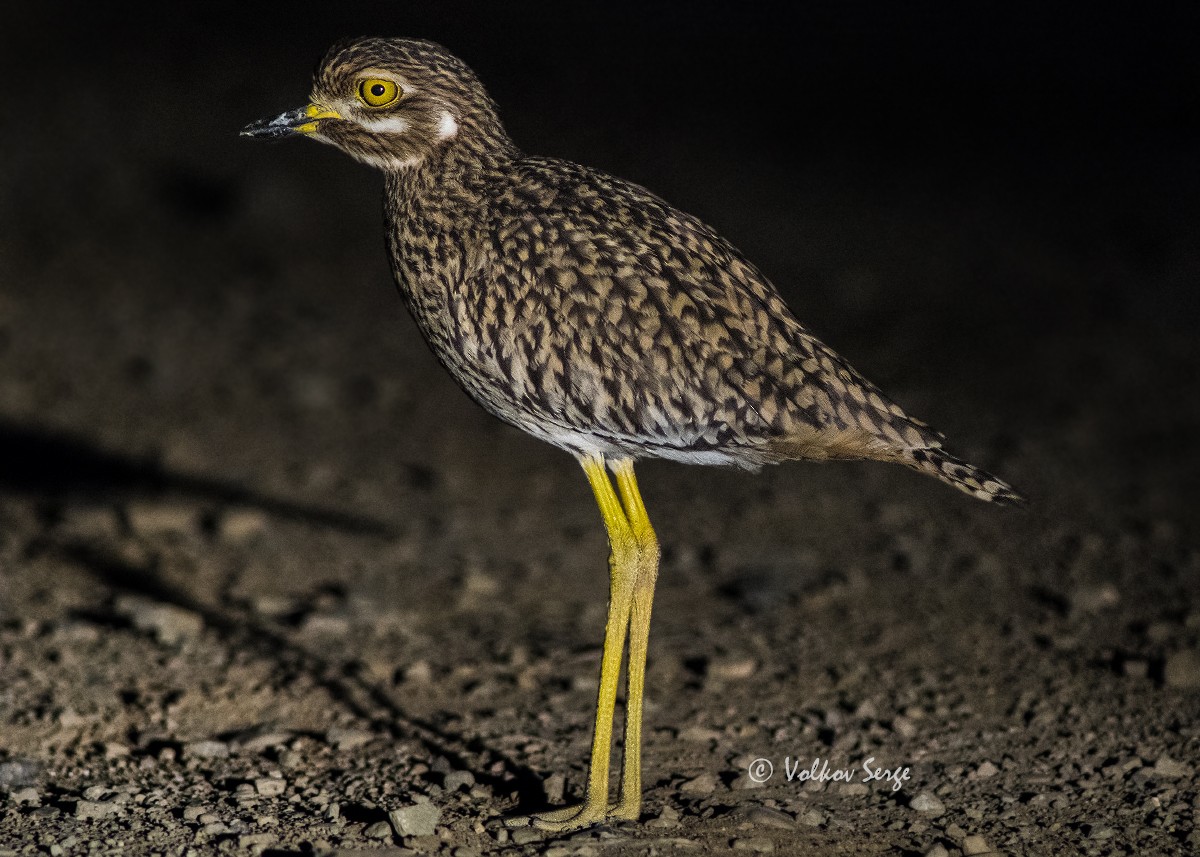 Spotted Thick-knee - ML612341770