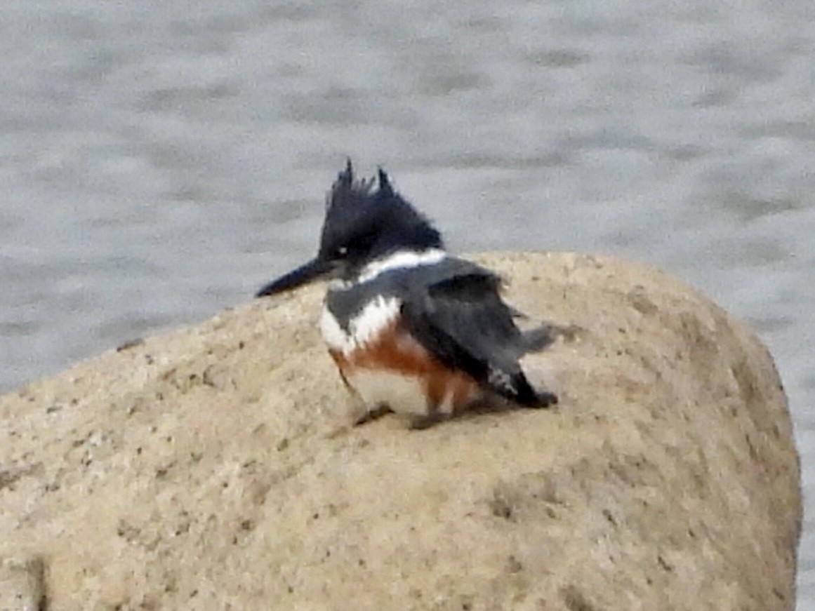 Martin-pêcheur d'Amérique - ML612341918