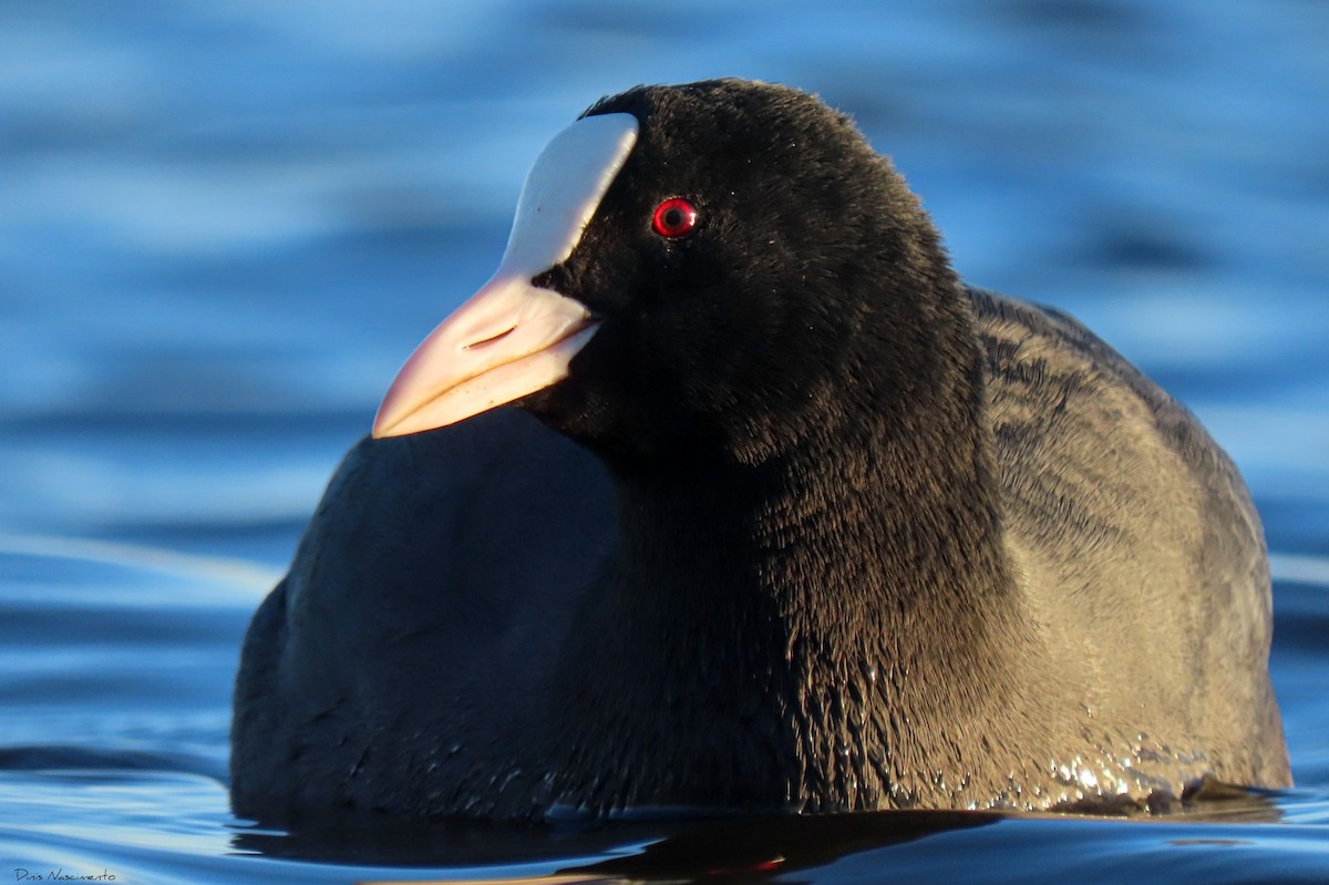 Eurasian Coot - ML612341939