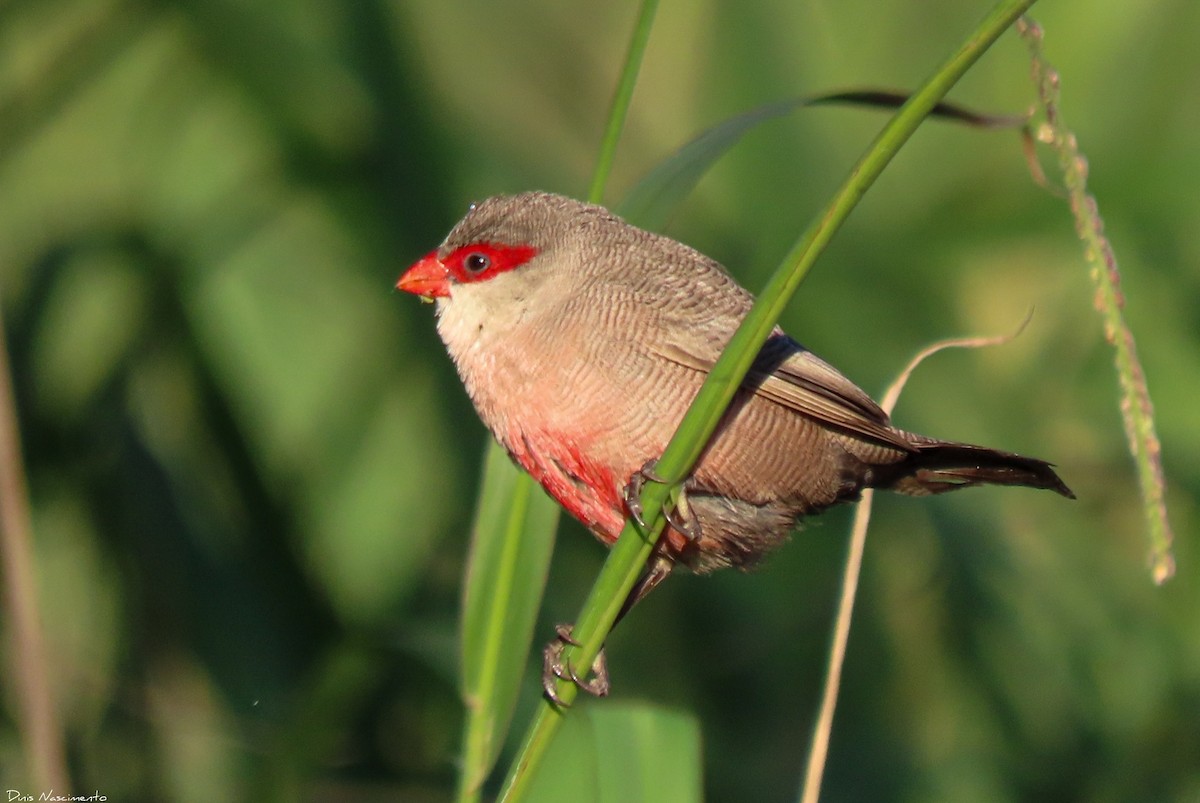 Common Waxbill - ML612341946