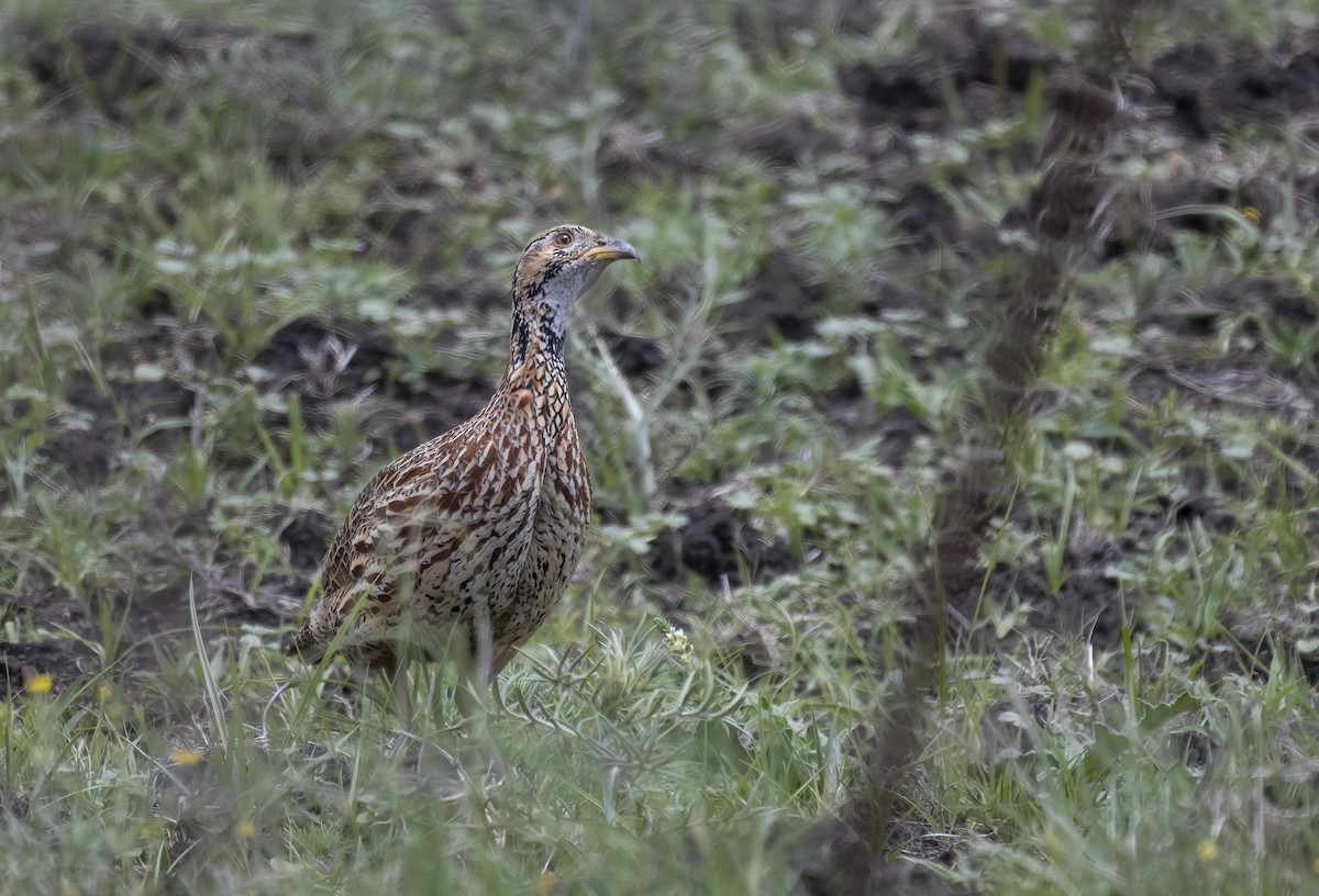 Orange River Francolin - ML612342047