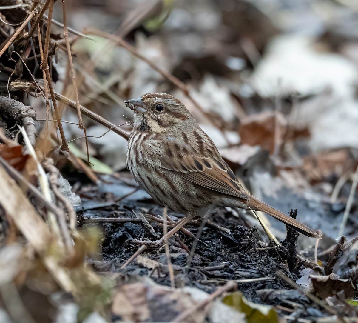 Song Sparrow - ML612342064