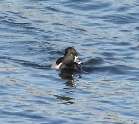 Ring-necked Duck - Debby Parker