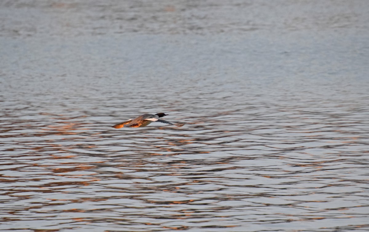 Common Merganser - ML612342108