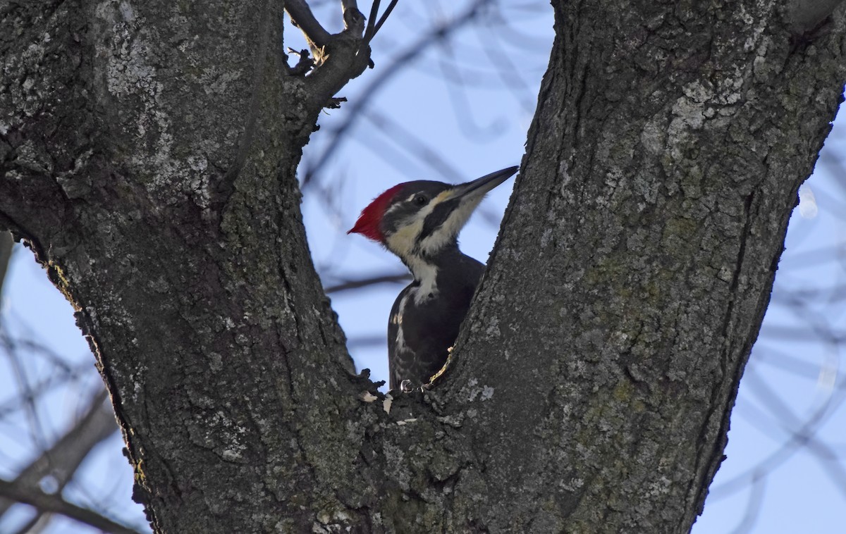 Pileated Woodpecker - ML612342161