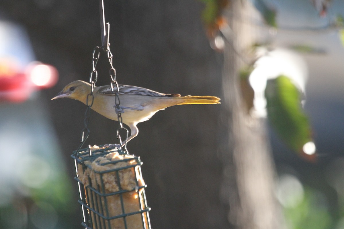 Oriole de Bullock - ML612342167