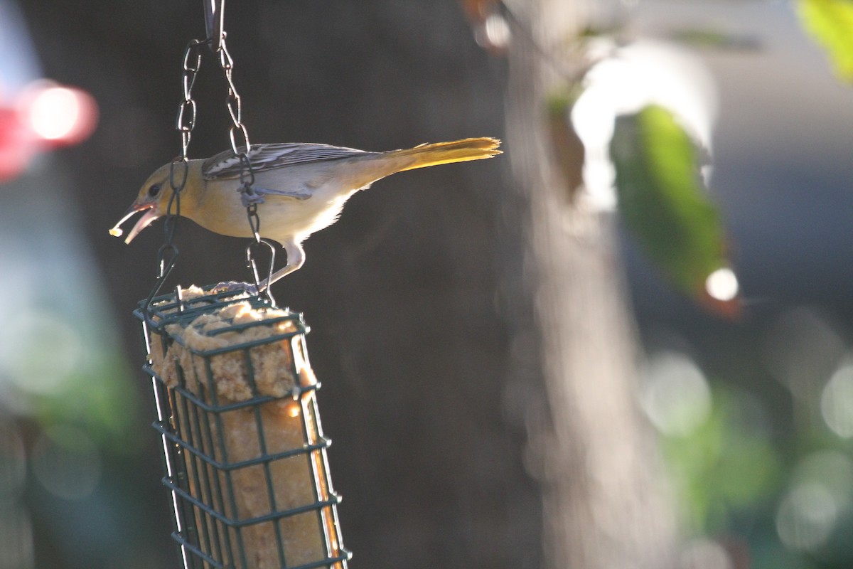 Oriole de Bullock - ML612342168