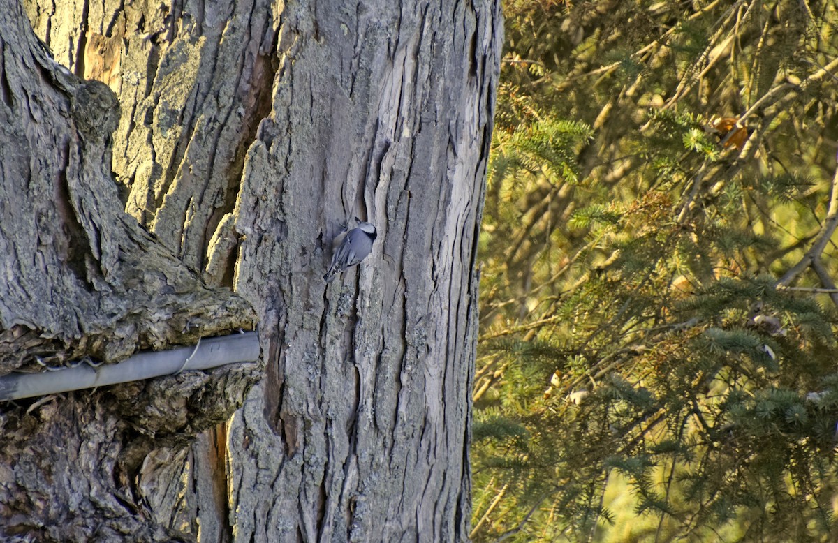 Sittelle à poitrine blanche - ML612342179