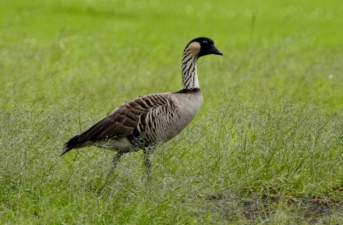 Hawaiian Goose - ML612342220