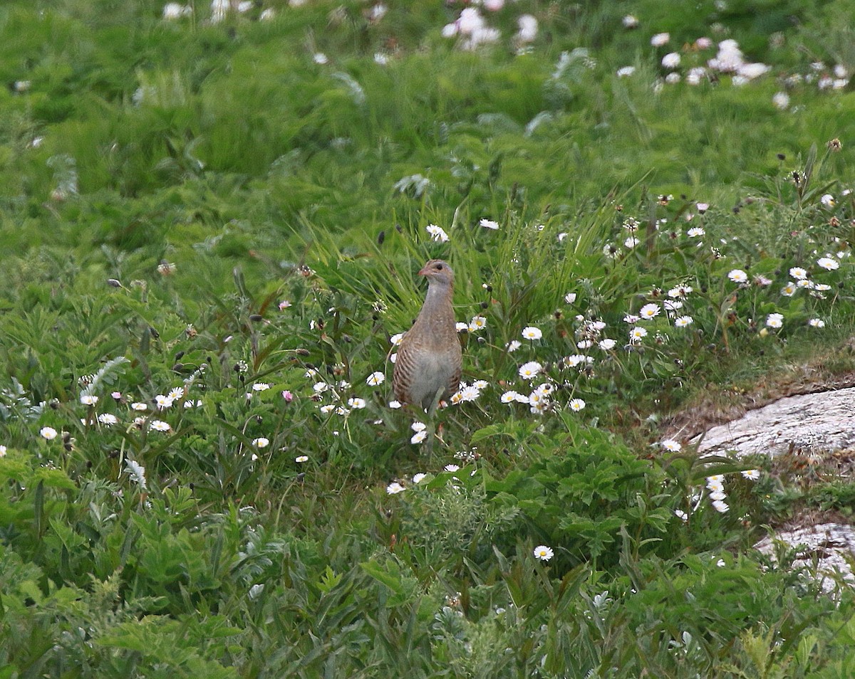 Corn Crake - ML612342223