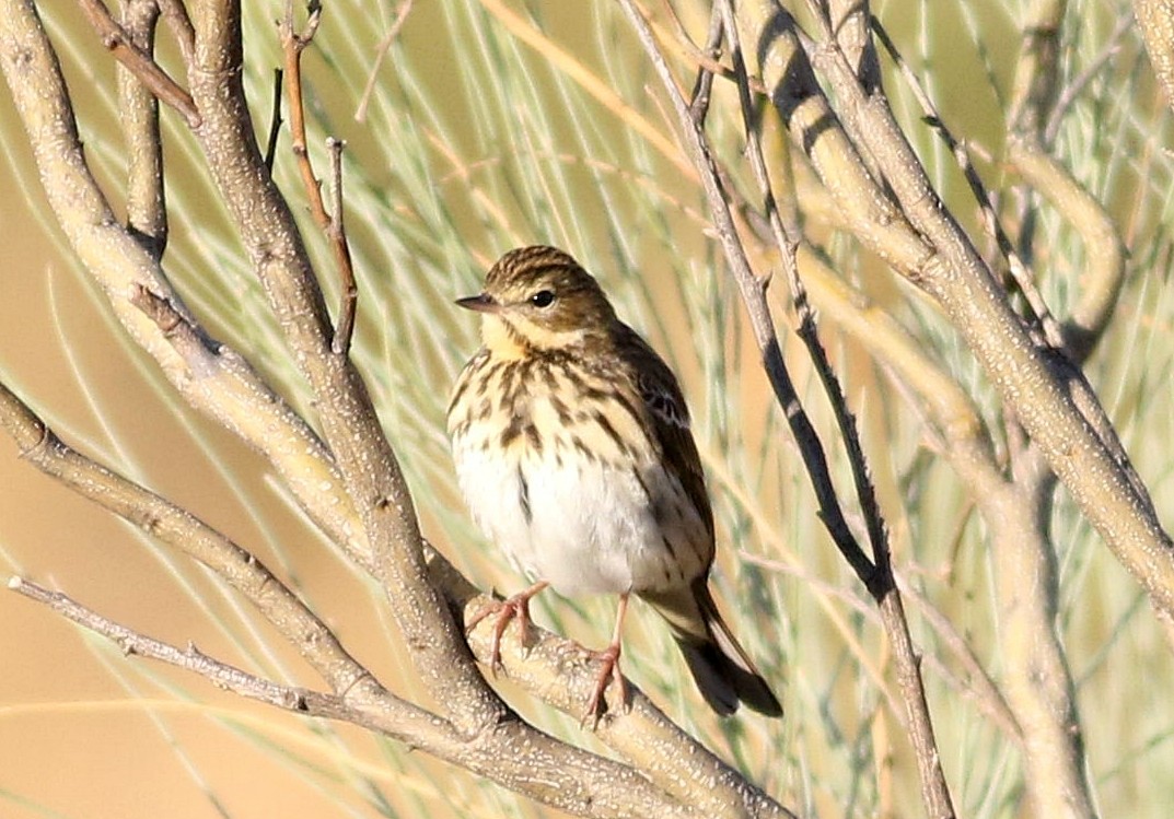 Tree Pipit - Miguel García