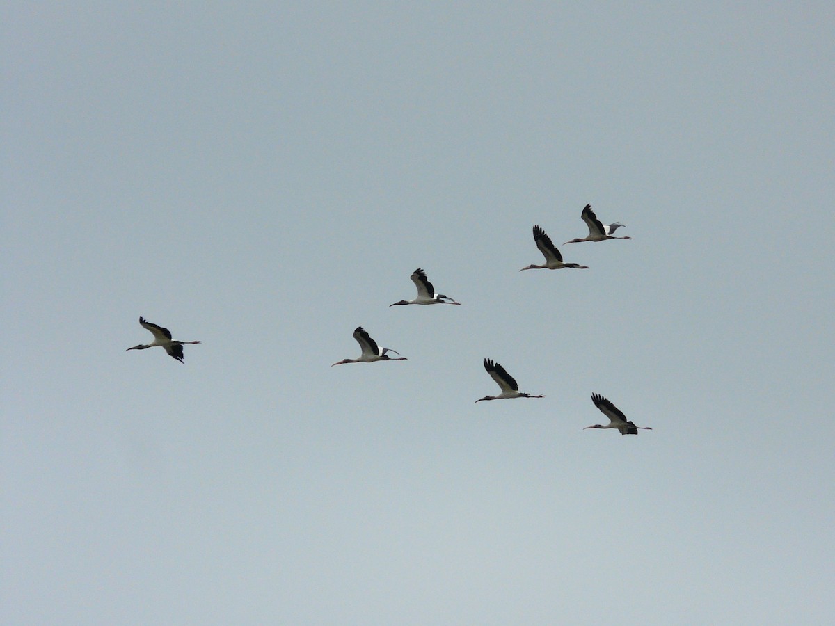 Wood Stork - ML612342275