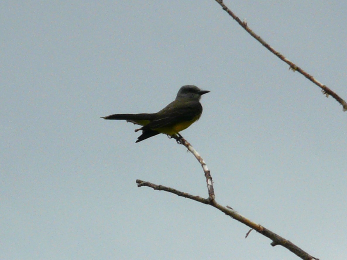 Tropical Kingbird - Julia M.