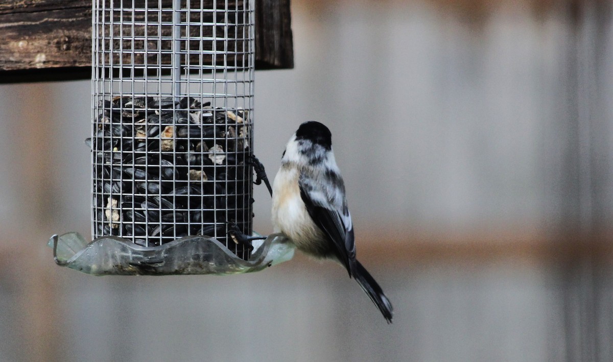 Black-capped Chickadee - Nels Nelson