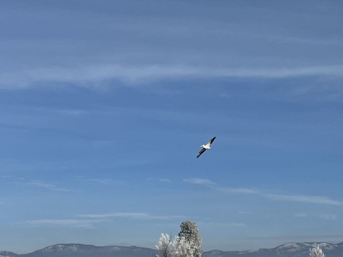 American White Pelican - ML612342303