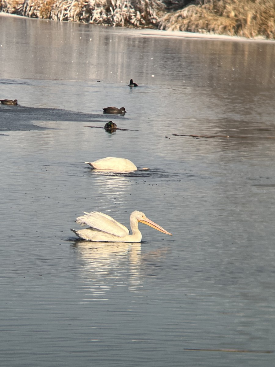 American White Pelican - ML612342305