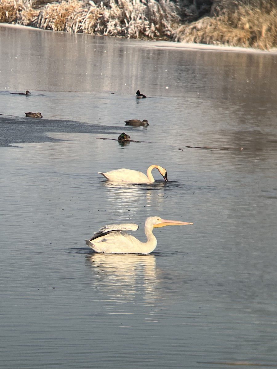 American White Pelican - ML612342306