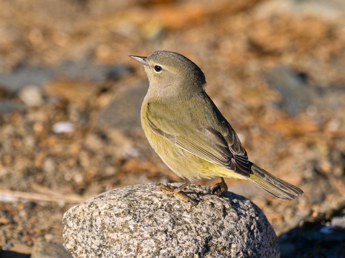 Orange-crowned Warbler - Steven Liffmann