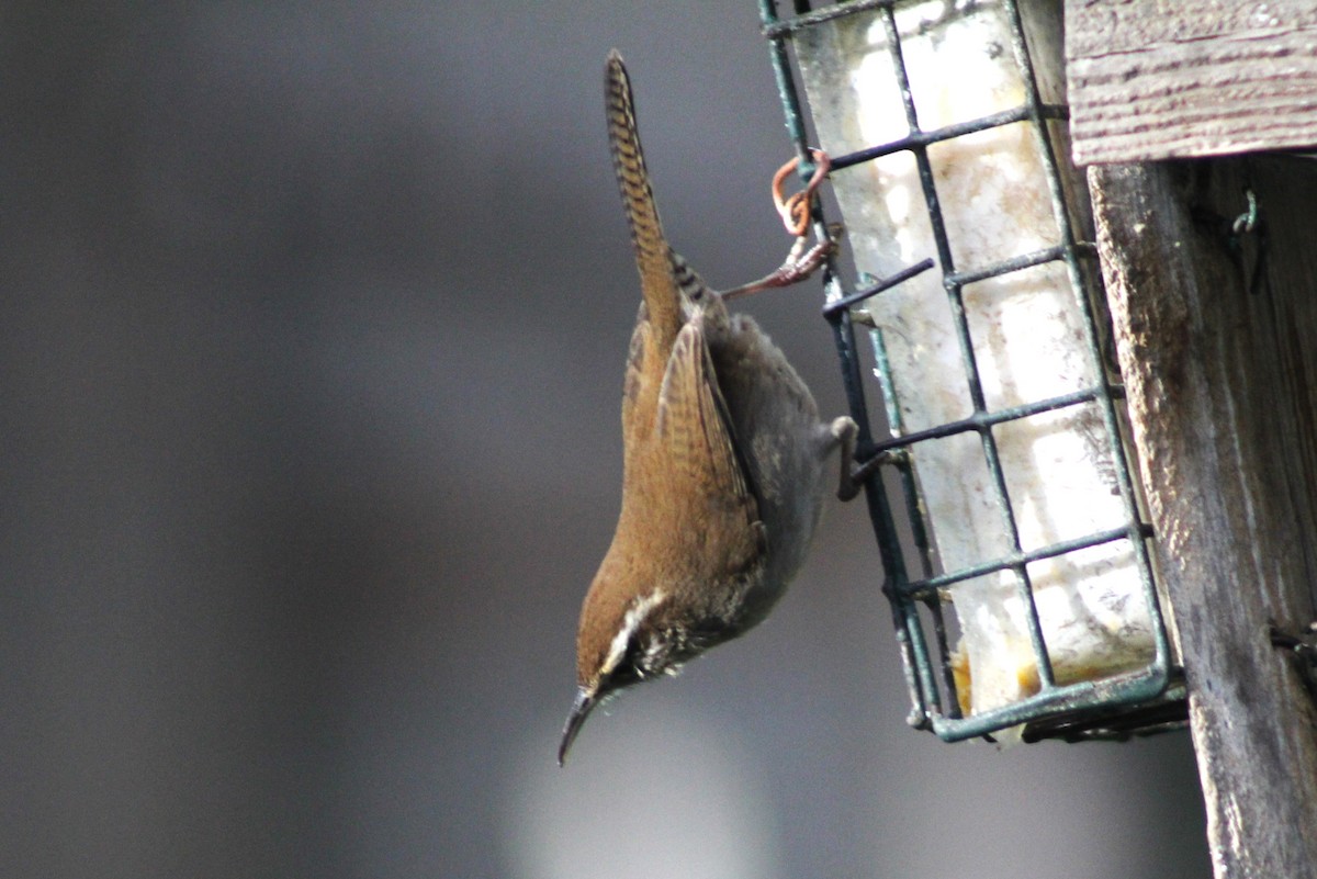 Bewick's Wren - ML612342389