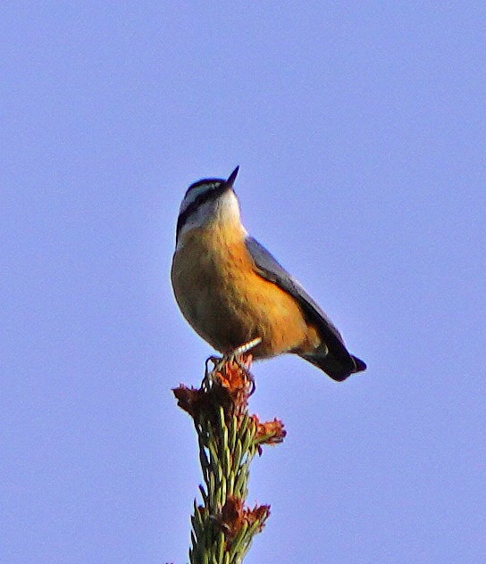 Sittelle à poitrine rousse - ML612342409