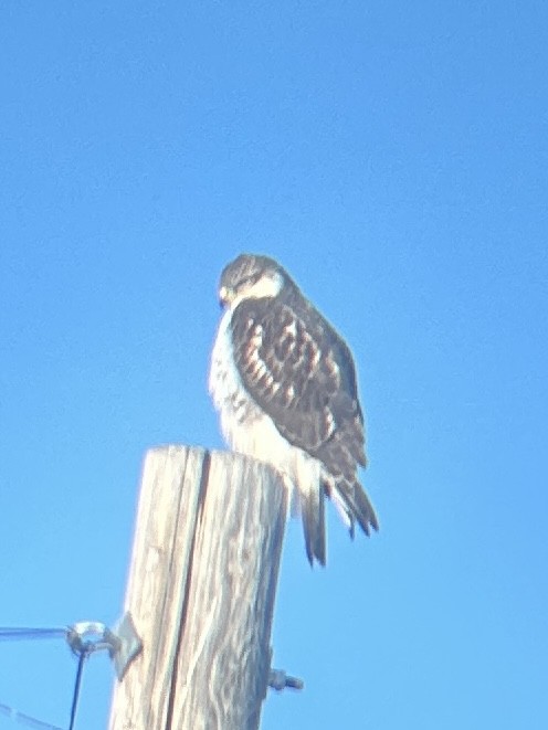 Ferruginous Hawk - ML612342443