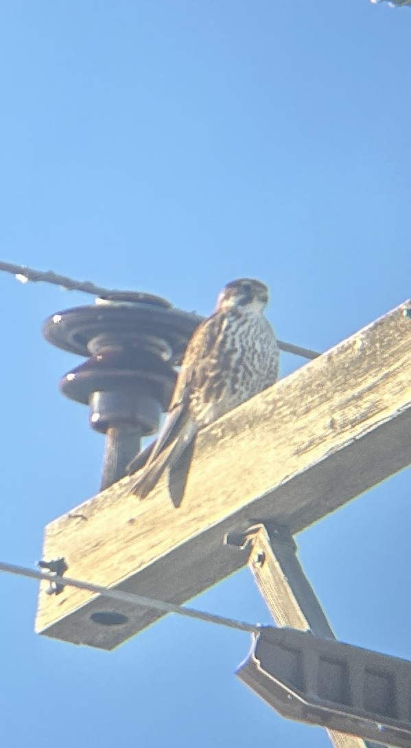 Prairie Falcon - ML612342479