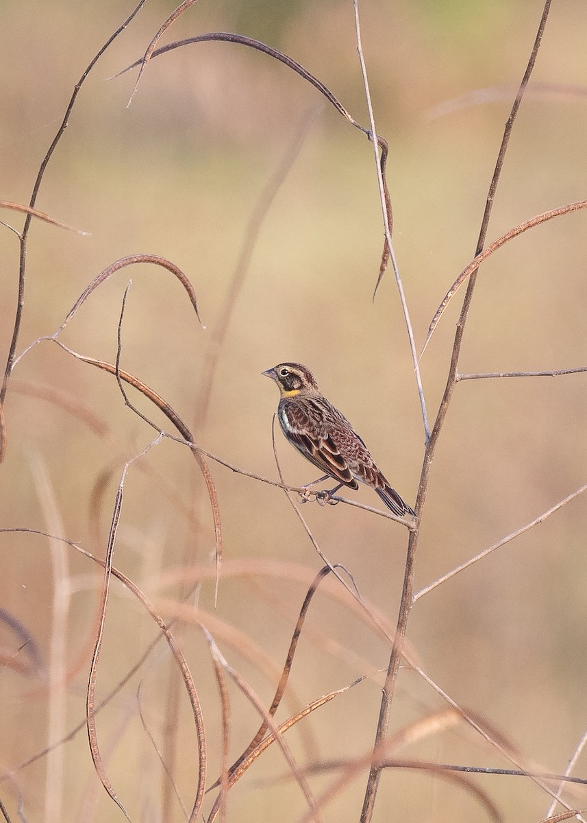 Yellow-breasted Bunting - ML612342499