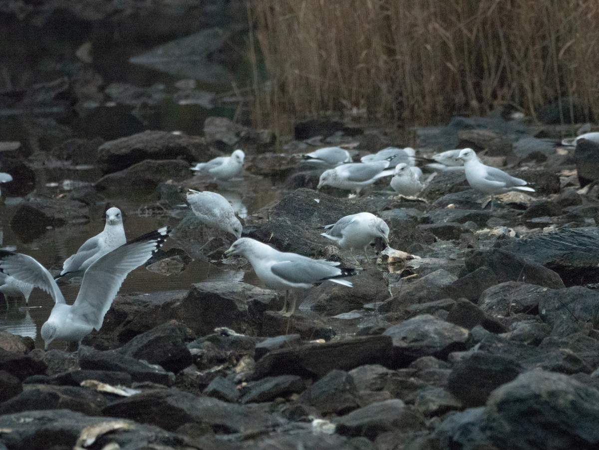 Ring-billed Gull - ML612342538