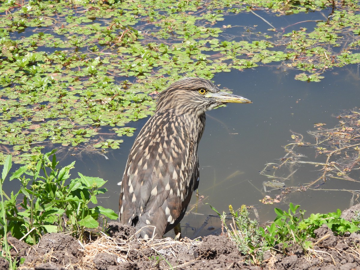 Black-crowned Night Heron - ML612342581