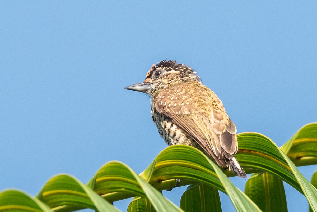 Golden-spangled Piculet (Buffon's) - Ralph Hatt