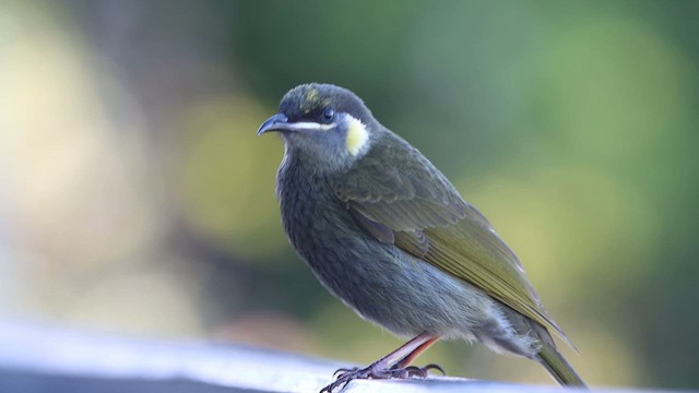 Lewin's Honeyeater - ML612342665