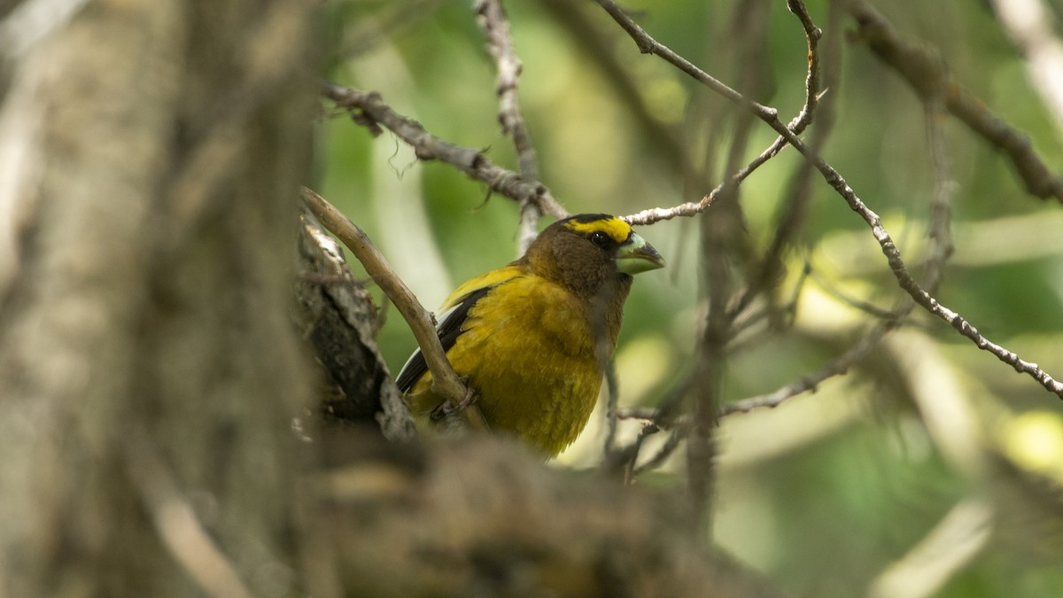 Evening Grosbeak - Ivar Husa