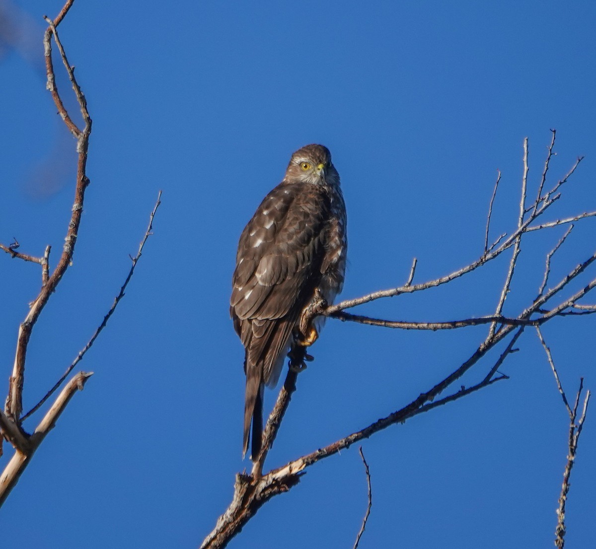 Sharp-shinned Hawk - ML612342711