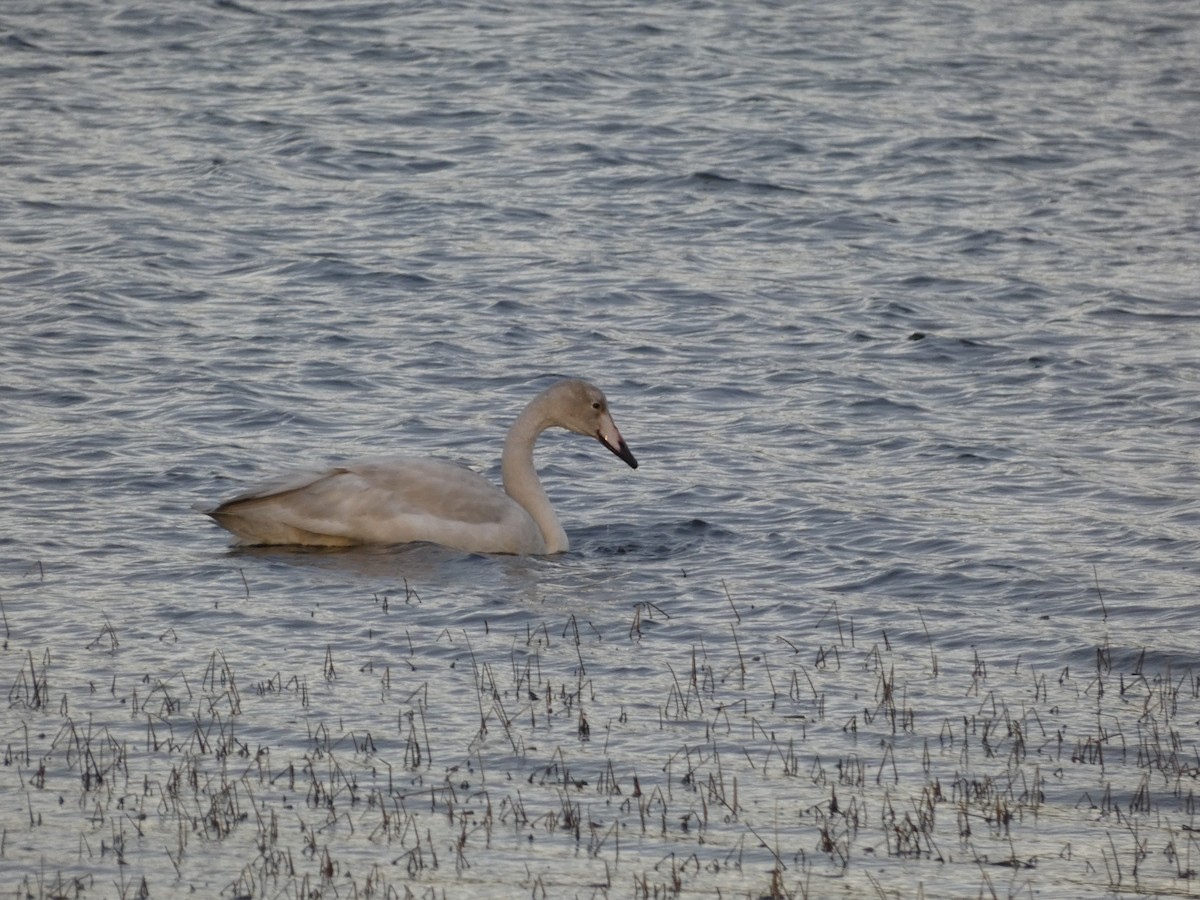 Cygne chanteur - ML612342715