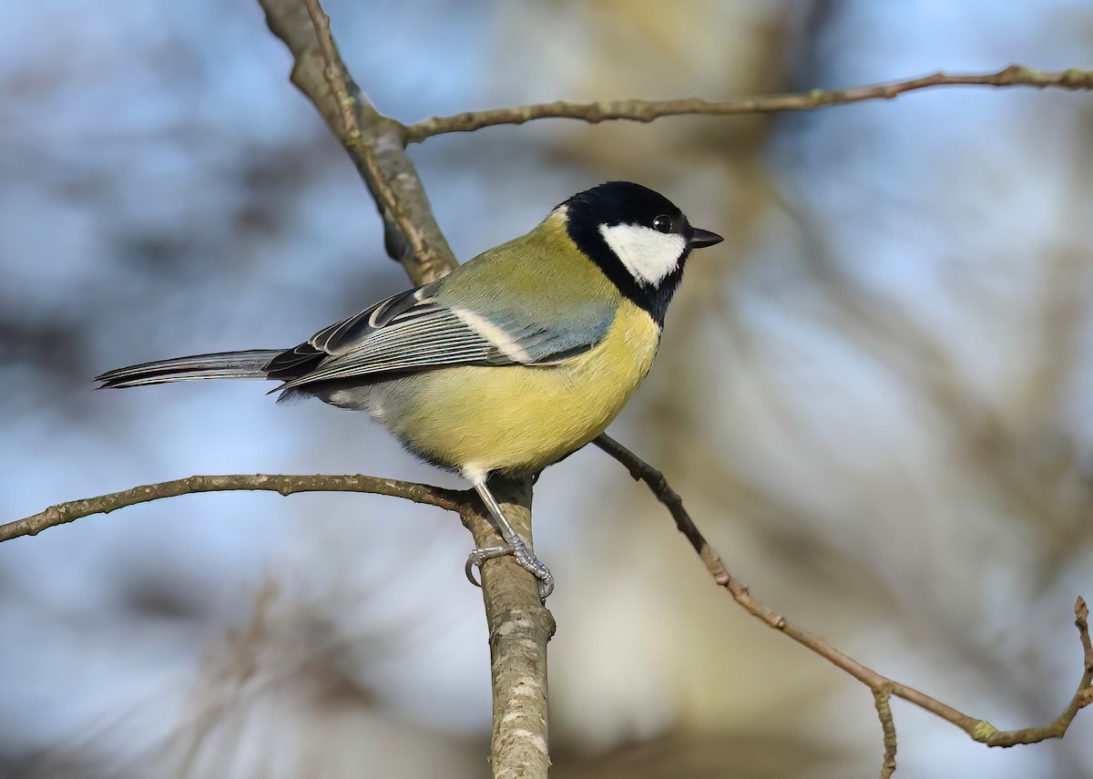 Great Tit - ML612342722