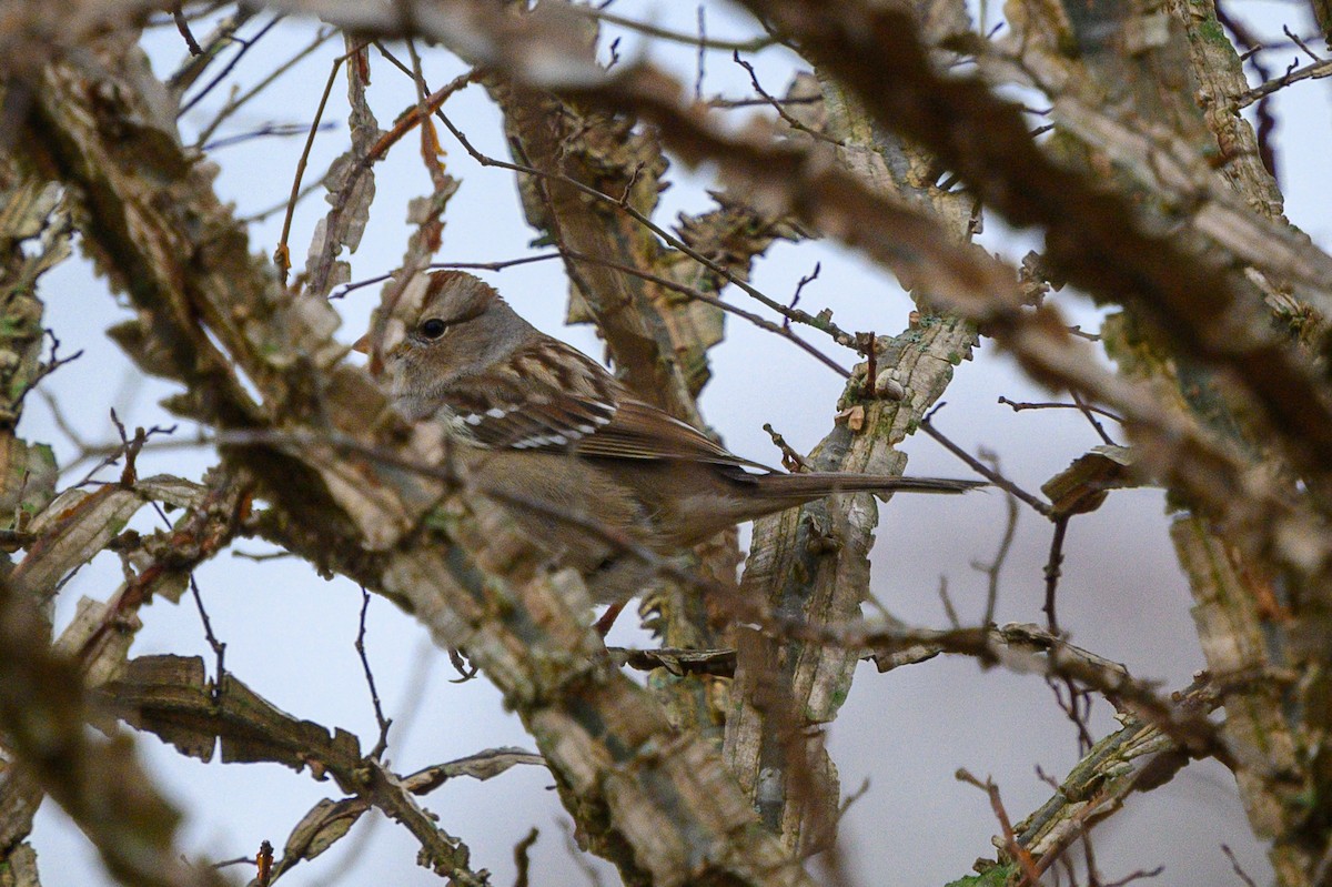 White-crowned Sparrow - ML612342771