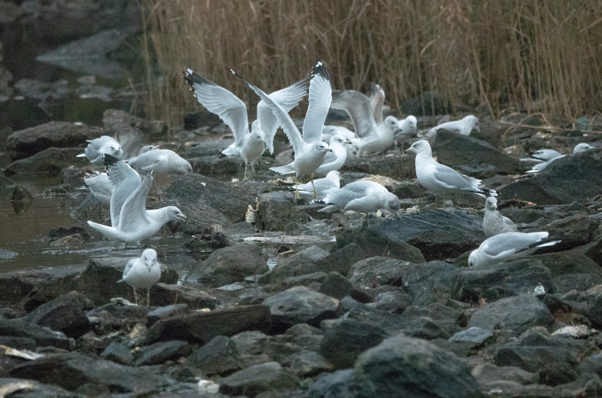 Ring-billed Gull - ML612342777