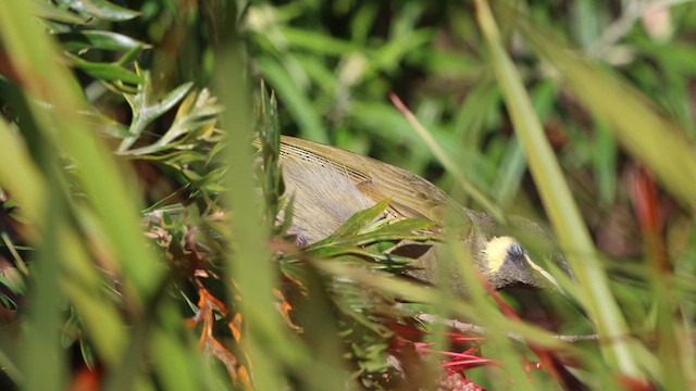 Lewin's Honeyeater - ML612342781