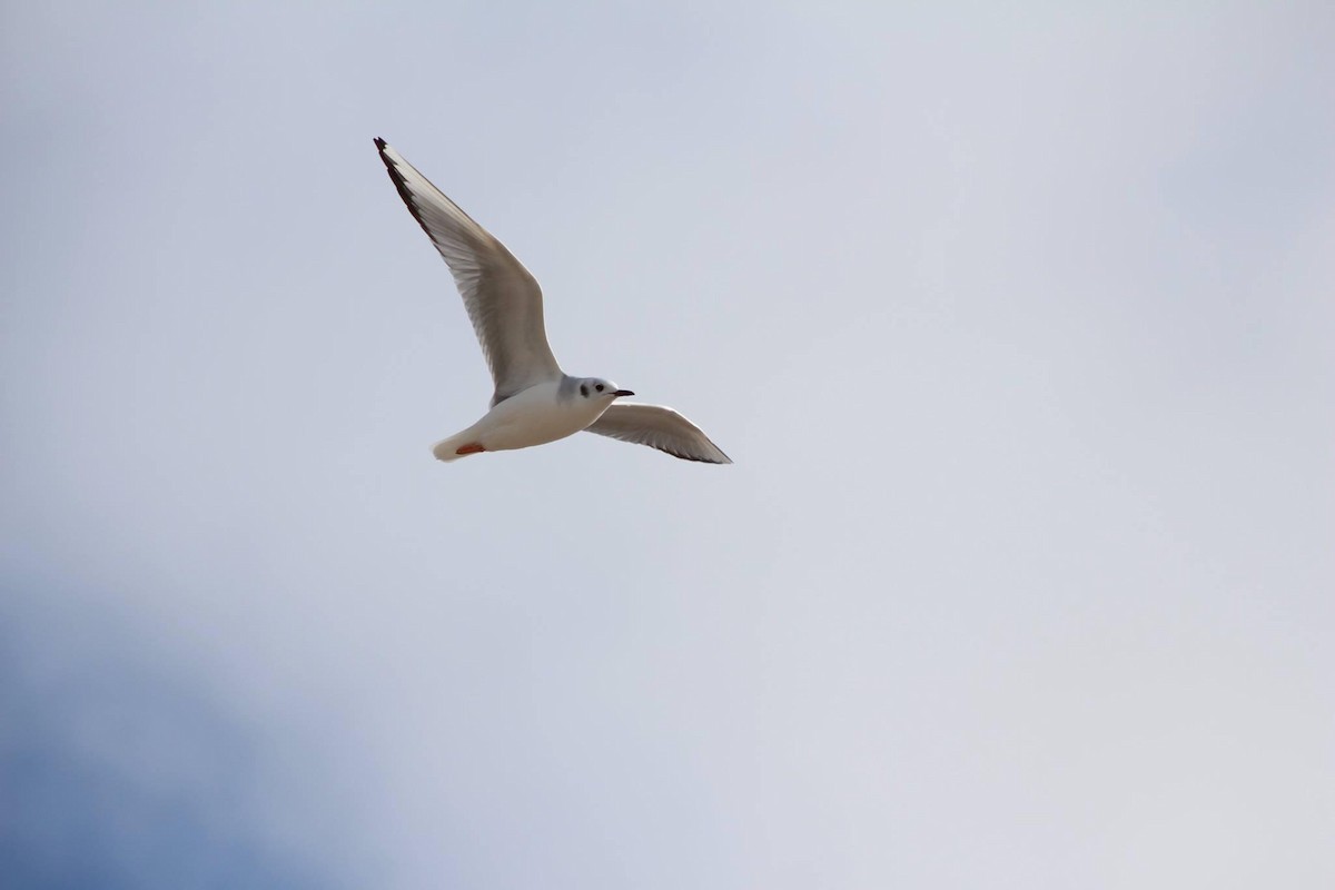 Bonaparte's Gull - ML612342846