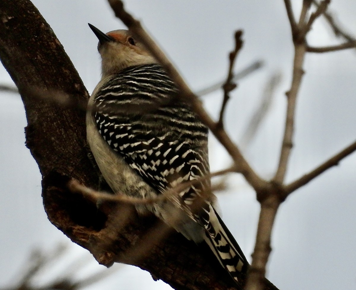 Red-bellied Woodpecker - ML612342862