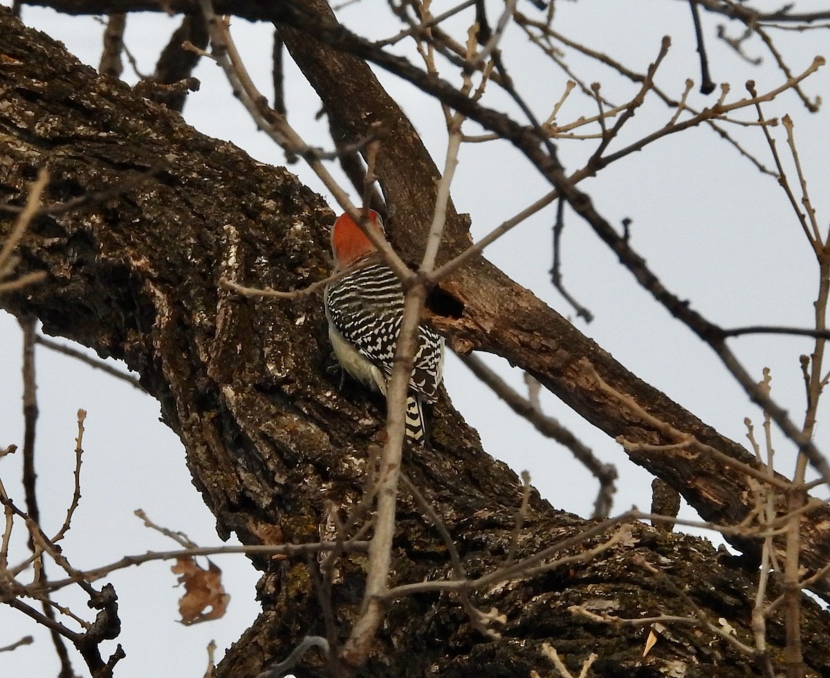 Red-bellied Woodpecker - ML612342863