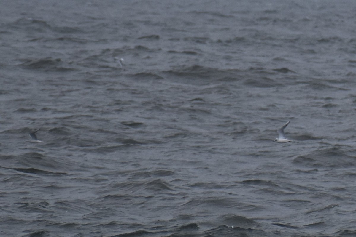 Bonaparte's Gull - ML612342875