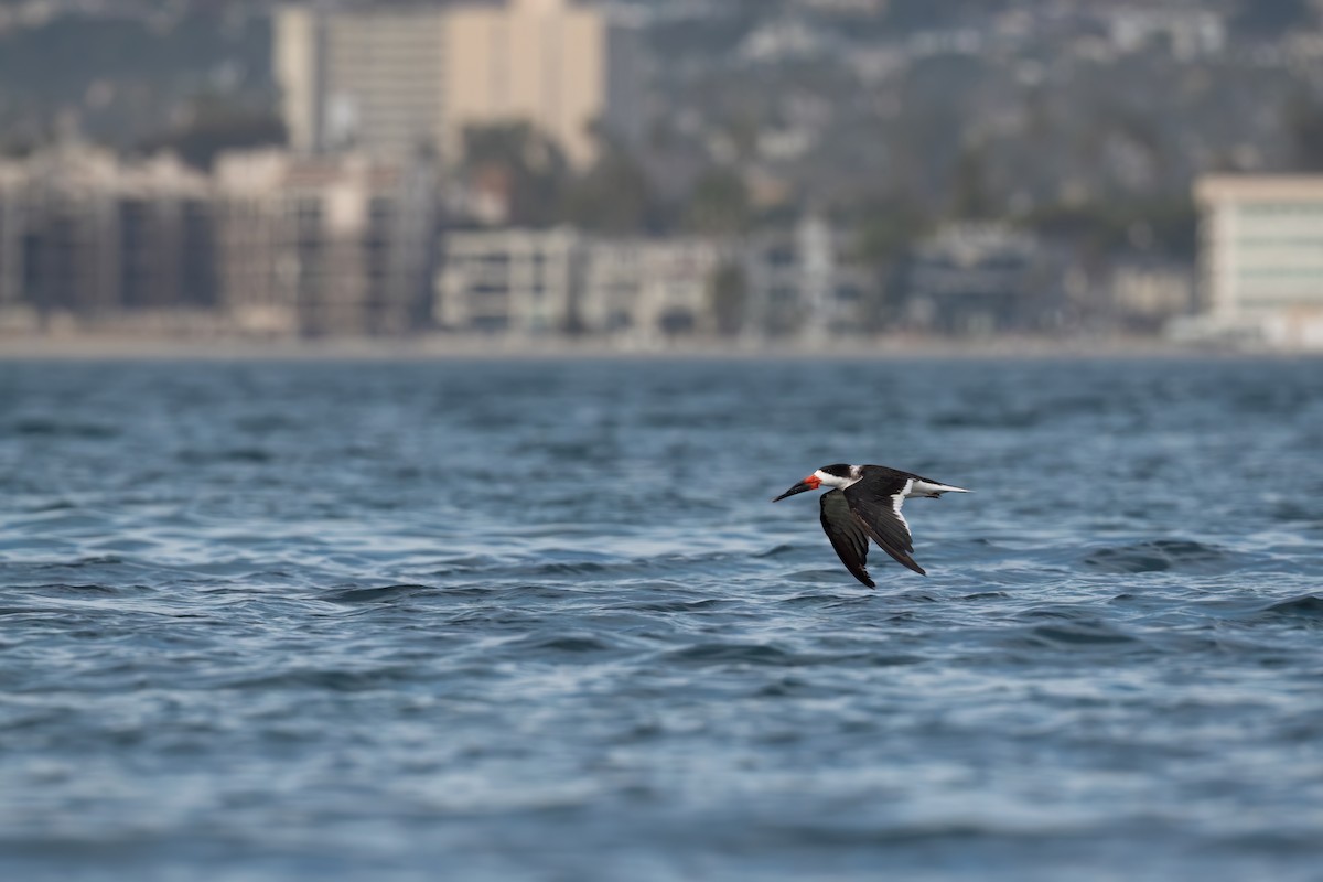 Black Skimmer - ML612342904