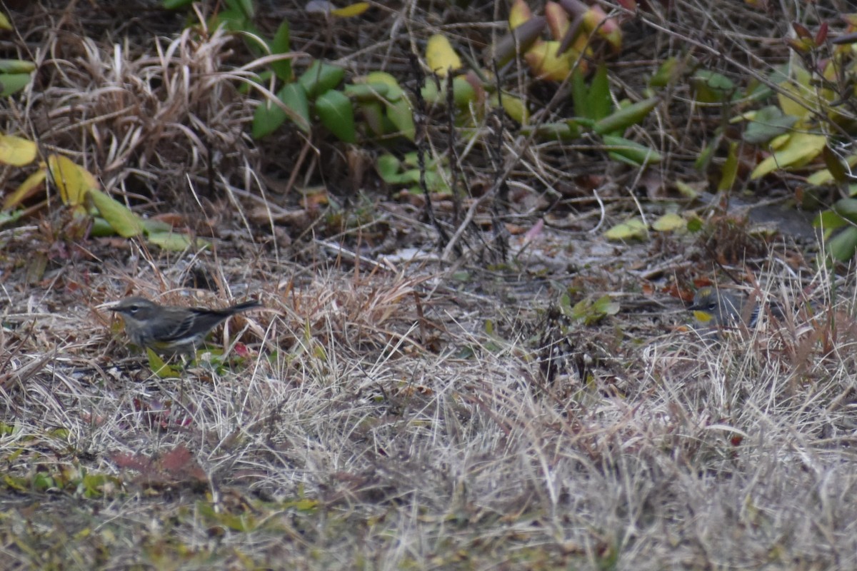 Yellow-rumped Warbler (Audubon's) - ML612342920