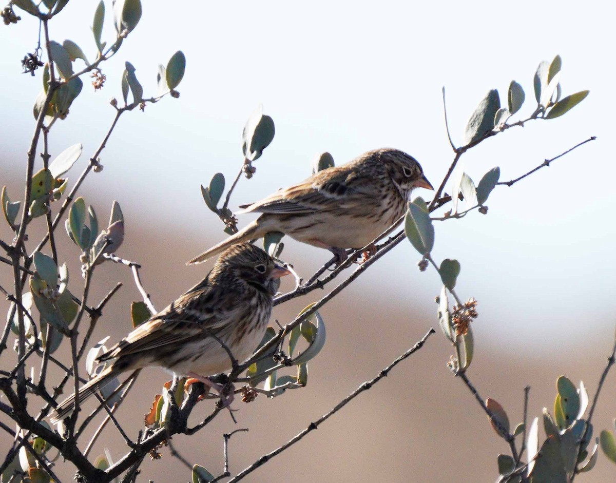 Vesper Sparrow - ML612342930