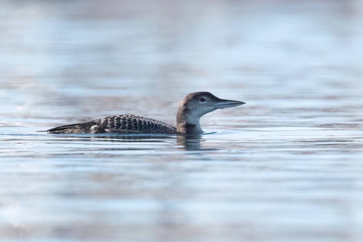 Common Loon - ML612342957