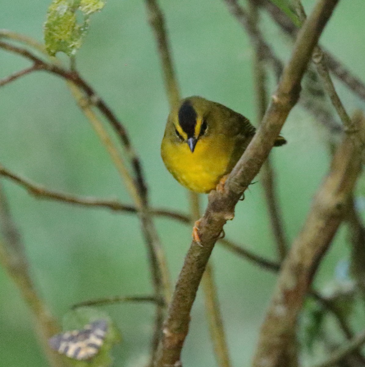 Black-crested Warbler - ML612342977